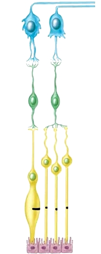 Клеточные цепочки