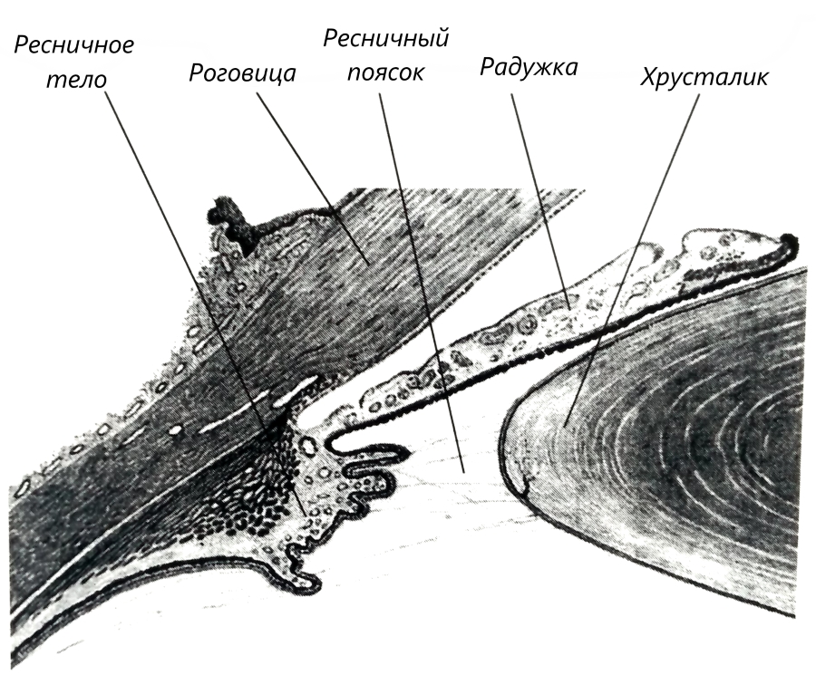 Соотношение структур переднего отрезка глаза