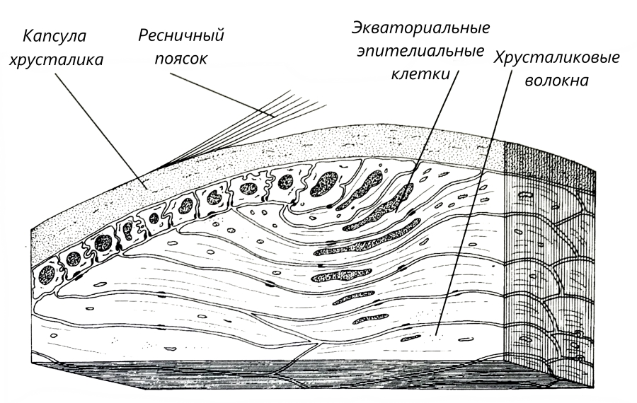 Схема экваториальной области хрусталика