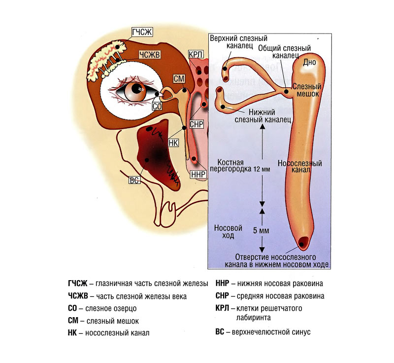 Слёзные органы