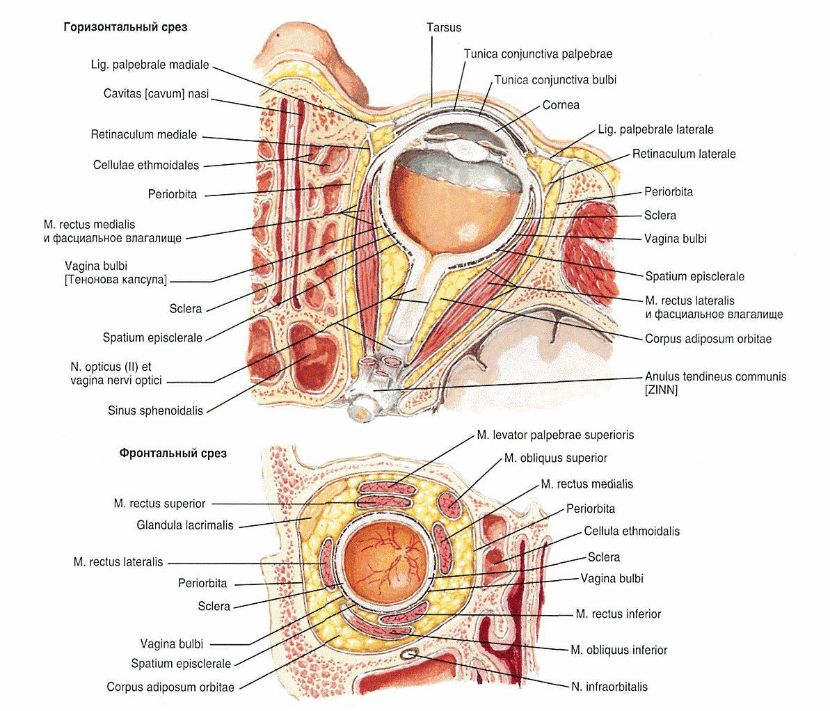 Содержимое глазницы