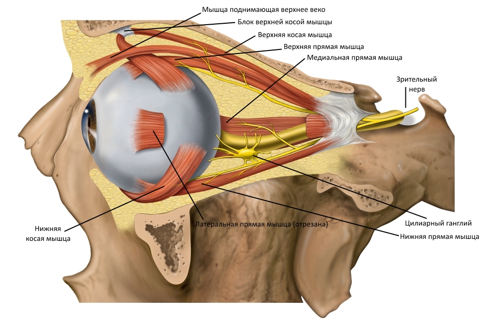 Боковой срез глазницы