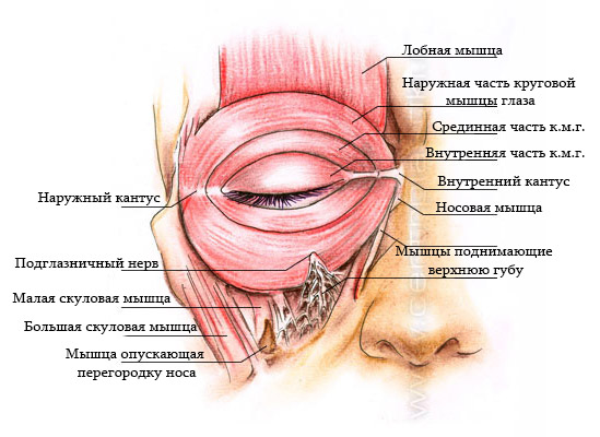 Мышцы глаза