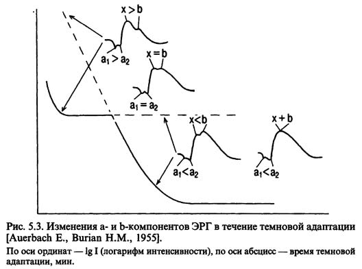 В-волна ЭРГ значительно изменяется в зависимости от условий адаптации