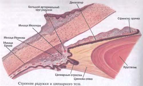 ресничное тело