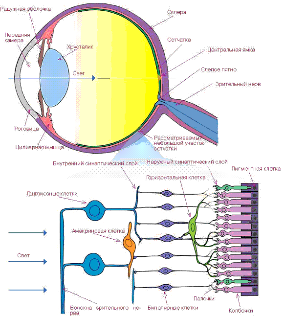 Схема строения глаза и участка сетчатки.