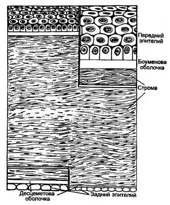 Схема слоев роговицы