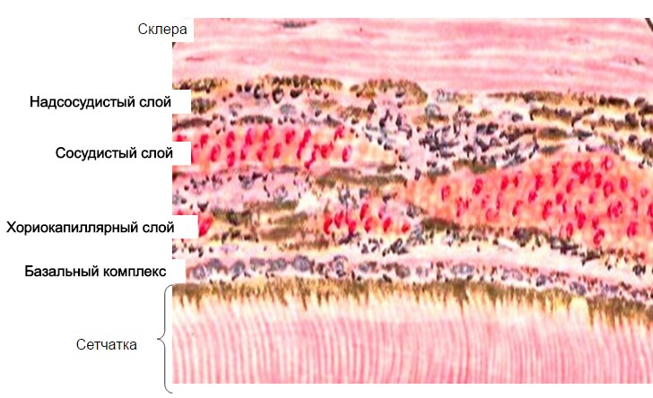 Слои хориоидеи