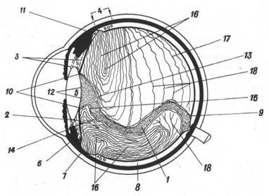 Внутренне строение стекловидного тела