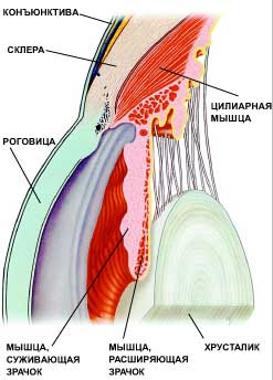 Цилиарная мышца