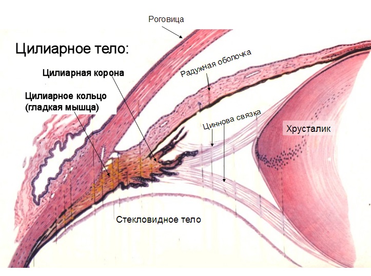 Строение угла передней камеры