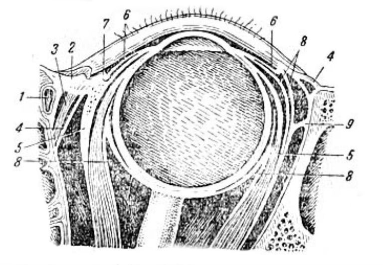 Топография слезного мешка (схематический срез глазницы, горизонтальный)