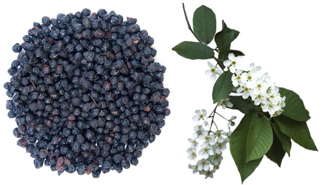 Цветки и ягоды черёмухи Черёмуха ягоды цветки