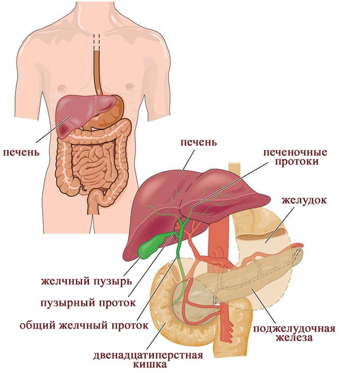 Зеленый понос из за непереваренной желчи какие причины зеленого поноса